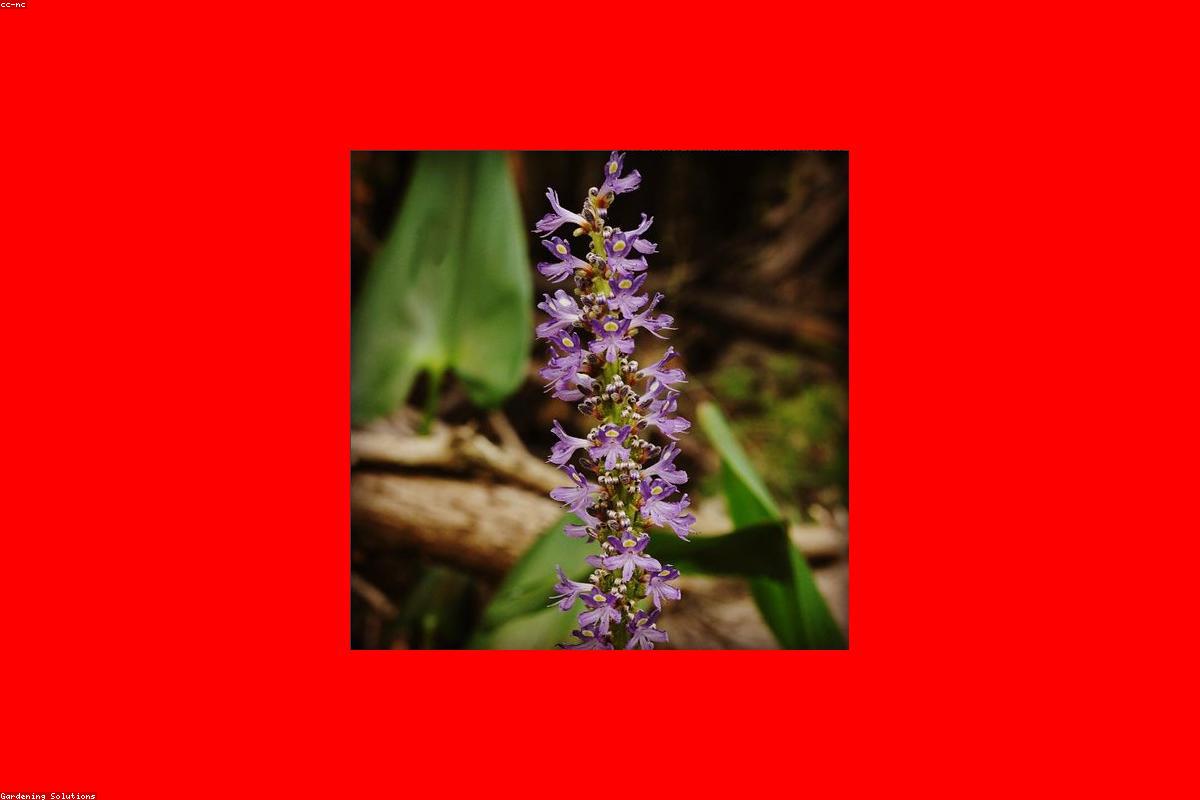 Massif fleuri de vivaces colorées bordant une allée de jardin